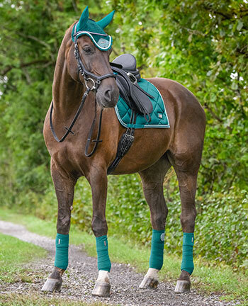 Collezioni per il cavallo