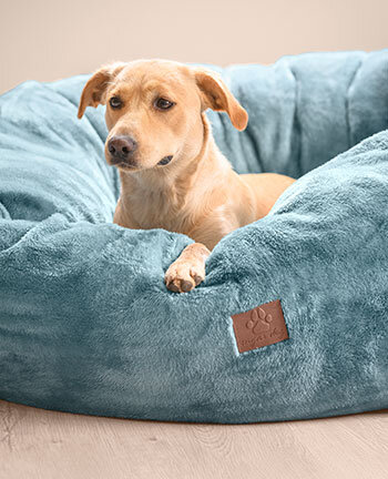 Accessori per cani