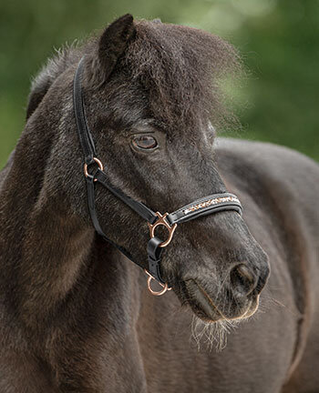 Capezze per pony & puledri