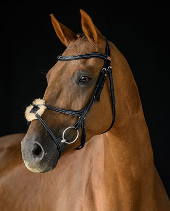 Testiere & capezzine per il tuo cavallo