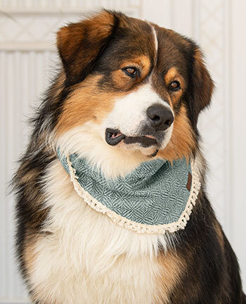 Accessori per cani