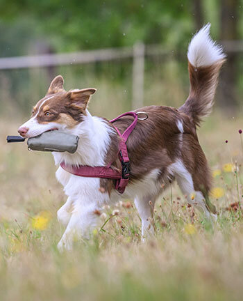 Training per cani