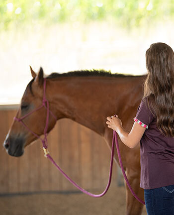 Horsemanship & lavoro da terra