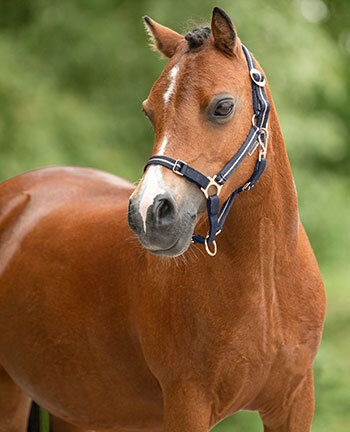 Pony & puledri