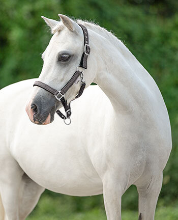 Capezze per pony & puledri
