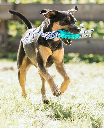 Giochi per cani