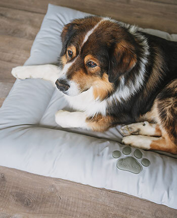 Cucce & cuscini per cani