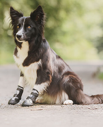 Accessori per cani