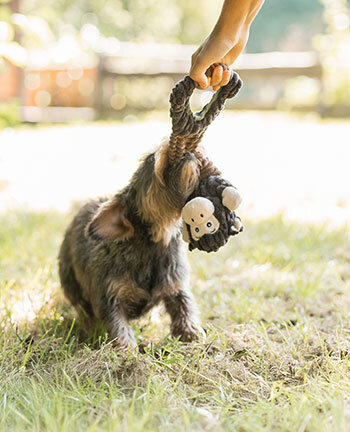Training per cani