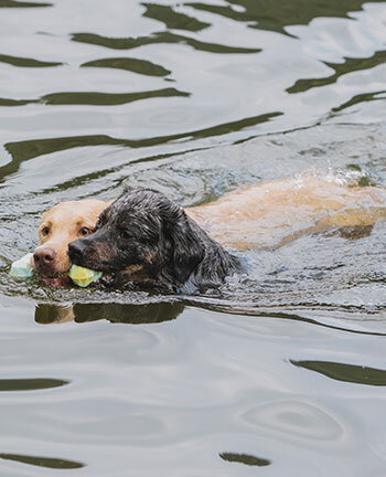Giochi per cani
