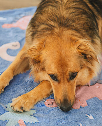 Cucce & cuscini per cani