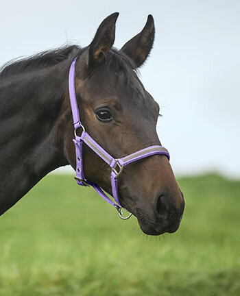 Pony & puledri