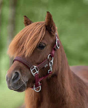 Capezze per pony & puledri