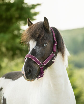Capezze, testiere, imboccature & accessori