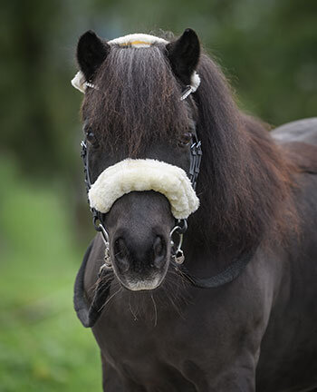 Accessori