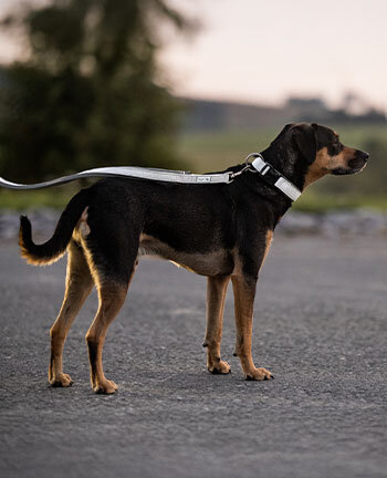 Articoli riflettenti per cani