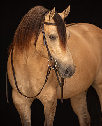 Testiere  western & accessori