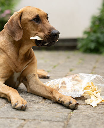Alimentazione del cane