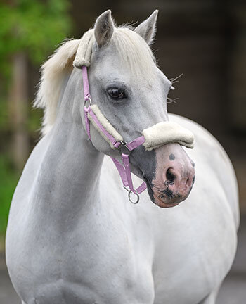 Capezze per pony & puledri