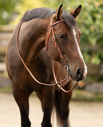 Testiere  western & accessori