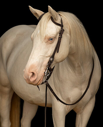 Testiere ad orecchio