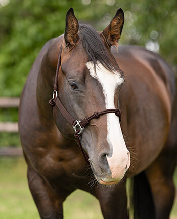 Capezze & longhine western