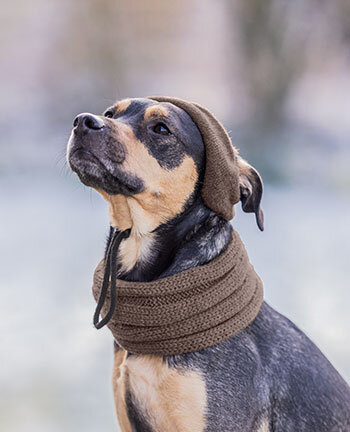 Accessori per cani