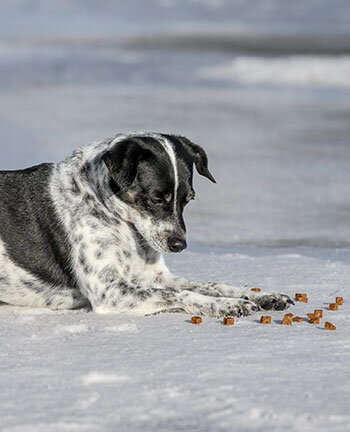 Alimentazione del cane