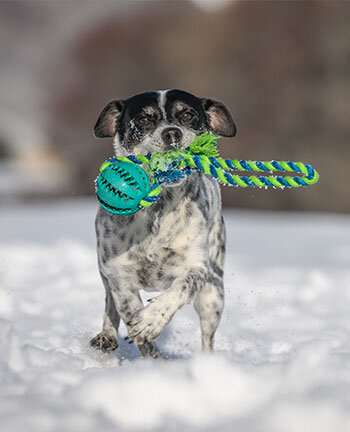 Training per cani