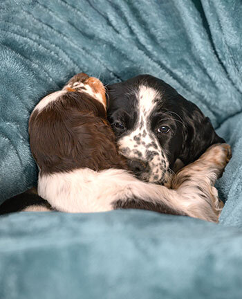 Cucce & cuscini per cani