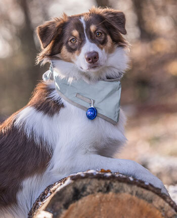 Articoli riflettenti per cani