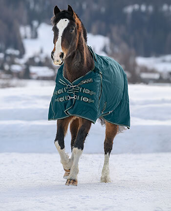 Cinghia Di Ricambio Per Coperta Da Cavallo – Viola, 2 Pollici, Pesante, EquineWear Laundering