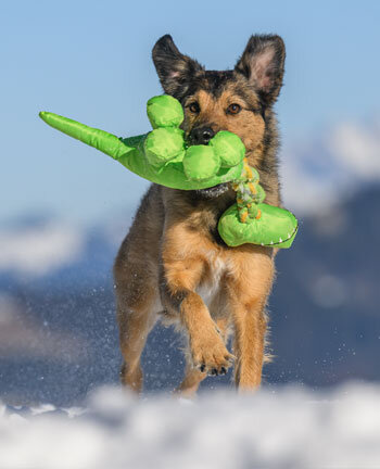 Training per cani