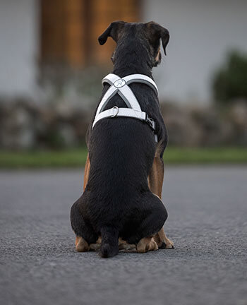Articoli riflettenti per cani