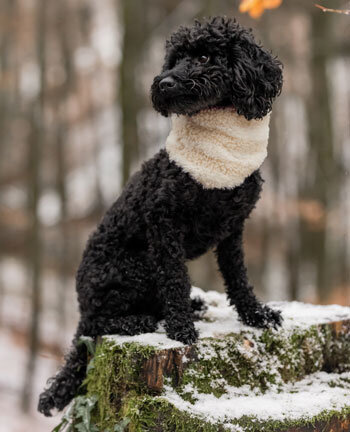 Accessori per cani