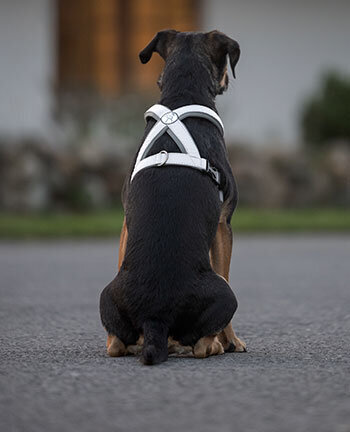 Articoli riflettenti per cani