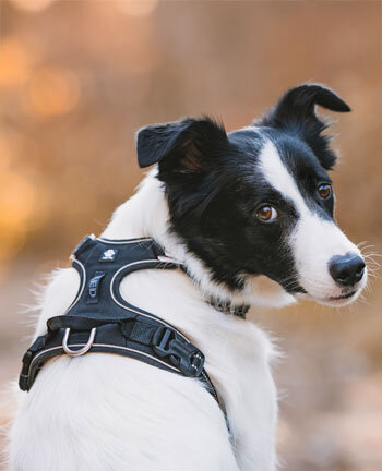 Accessori per cani