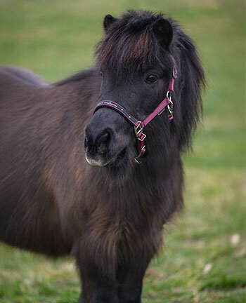 Pony & puledri
