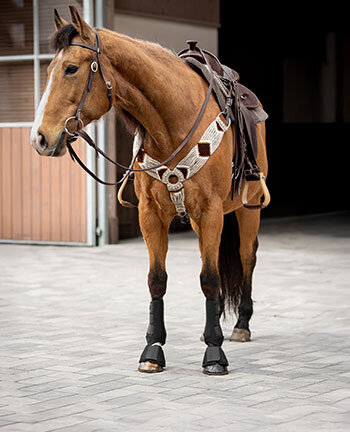 Cavalli western