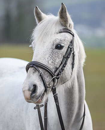 Testiere pony