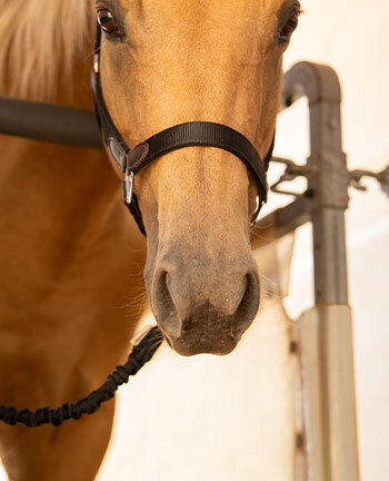 Accessori per trailer
