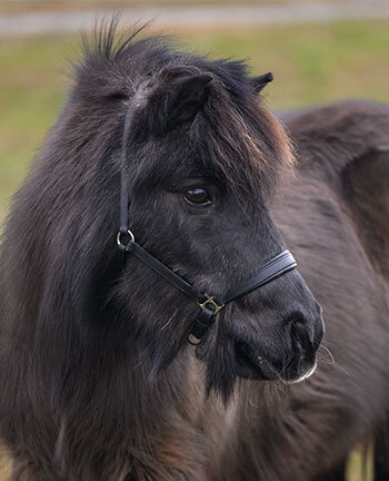 Capezze per pony & puledri