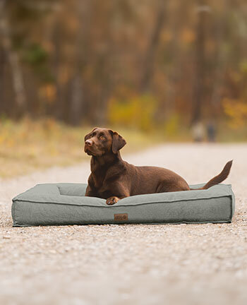 Cucce per cani