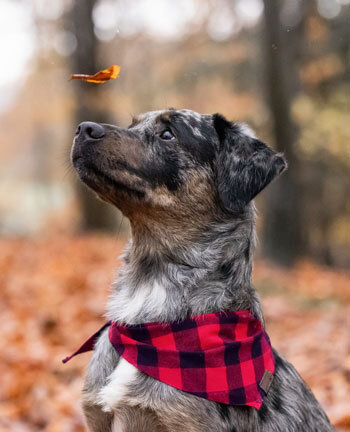 Accessori per cani