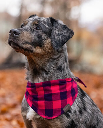 Accessori per cani