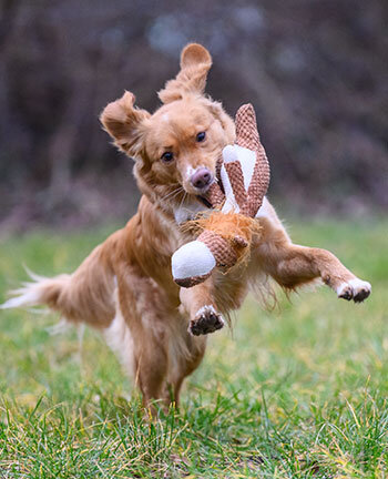 Training per cani