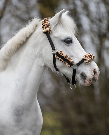 Pony & puledri