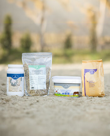 Digestione & metabolismo