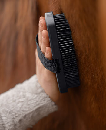 Cura del cavallo