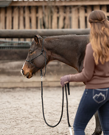Horsemanship & lavoro da terra